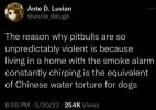 The Reason Why Pitbulls.jpg